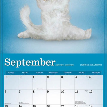 Browntrout Yoga Cats Kalender 2026