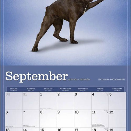 Browntrout Yoga Dogs Kalender 2026