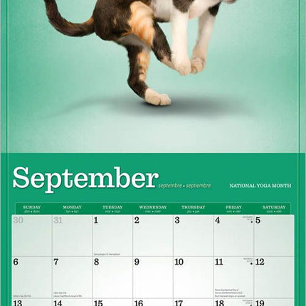 Browntrout Yoga Kittens Kalender 2026