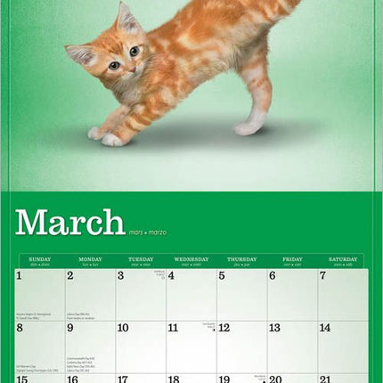 Browntrout Yoga Kittens Kalender 2026