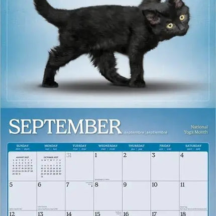 Browntrout Yoga Kittens Kalender 2027