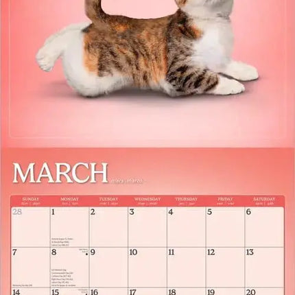 Browntrout Yoga Kittens Kalender 2027
