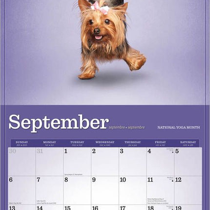 Browntrout Yoga Puppies Kalender 2026