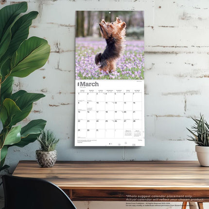 Browntrout Yorkshire Terrier Kalender 2026