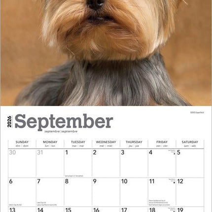 Browntrout Yorkshire Terrier Kalender 2026