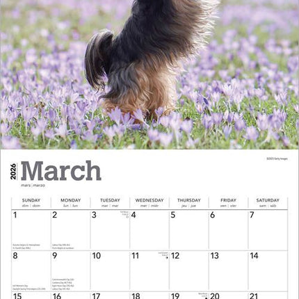 Browntrout Yorkshire Terrier Kalender 2026