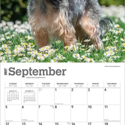 Browntrout Yorkshire Terrier Kalender 2027