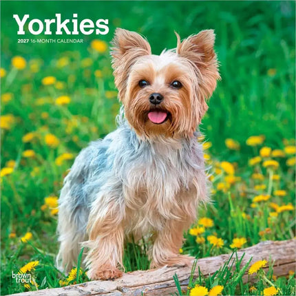 Browntrout Yorkshire Terrier Kalender 2027