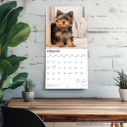 Browntrout Yorkshire Terrier Puppies Kalender 2026