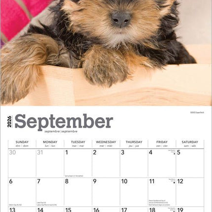 Browntrout Yorkshire Terrier Puppies Kalender 2026