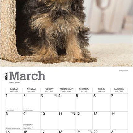 Browntrout Yorkshire Terrier Puppies Kalender 2026