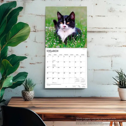 Browntrout Zwart Wit Katten Kalender 2027