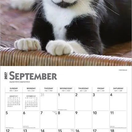 Browntrout Zwart Wit Katten Kalender 2027