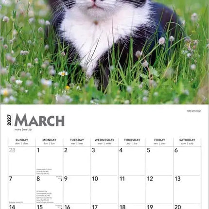 Browntrout Zwart Wit Katten Kalender 2027