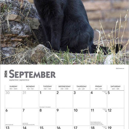 Browntrout Zwarte Katten Kalender 2026