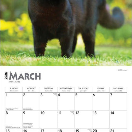 Browntrout Zwarte Katten Kalender 2026