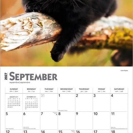 Browntrout Zwarte Katten Kalender 2027