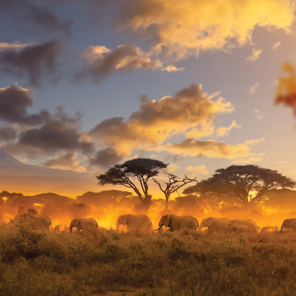 CalendarsRUs Afrika A3 Kalender 2027
