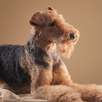 CalendarsRUs Airedale Terrier Kalender 2026 A3
