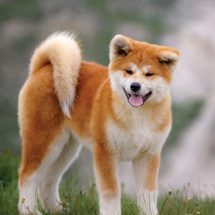CalendarsRUs Akita A3 Kalender 2027