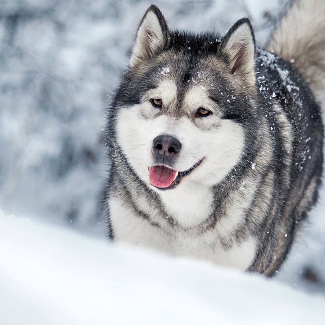 CalendarsRUs Alaskan Malamute Kalender 2026