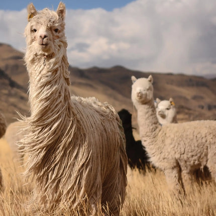 CalendarsRUs Alpaca A3 Kalender 2027
