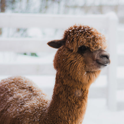 CalendarsRUs Alpaca Kalender 2026