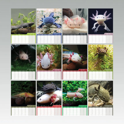 CalendarsRUs Axolotl A3 Kalender 2027