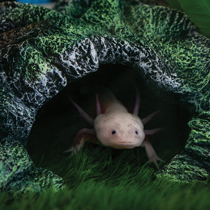 CalendarsRUs Axolotl Kalender 2027