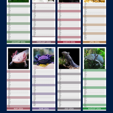 CalendarsRUs Axolotl Slimline Kalender 2026
