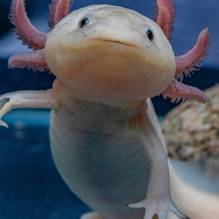CalendarsRUs Axolotl Slimline Kalender 2026
