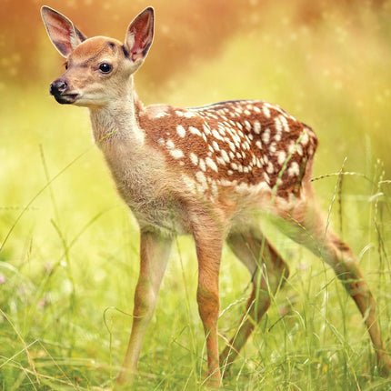 CalendarsRUs Baby Dieren A3 Kalender 2027