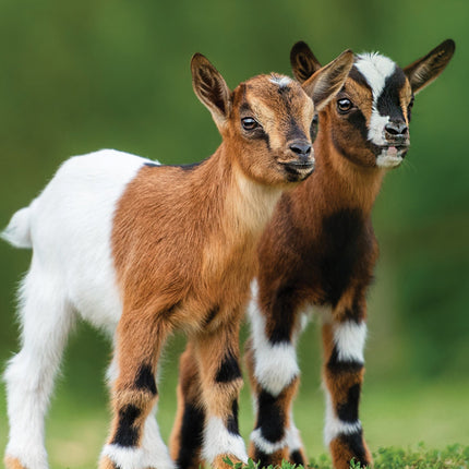 CalendarsRUs Baby Geiten A3 Kalender 2026
