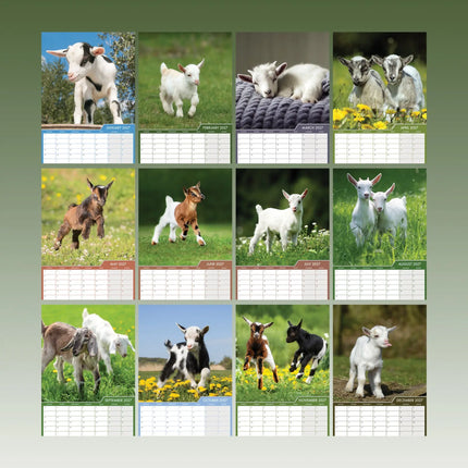 CalendarsRUs Baby Geiten A3 Kalender 2027