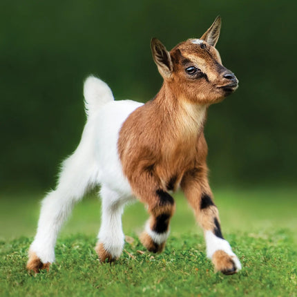 CalendarsRUs Baby Geiten A3 Kalender 2027