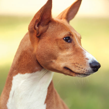 CalendarsRUs Basenji A3 Kalender 2027