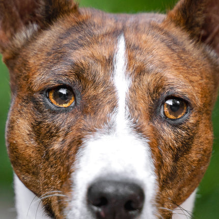 CalendarsRUs Basenji Slimline Kalender 2026
