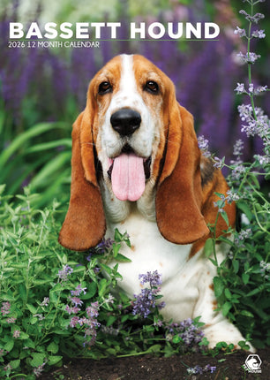 CalendarsRUs Basset Hound A3 Kalender 2027