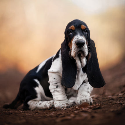 CalendarsRUs Basset Hound Kalender 2027