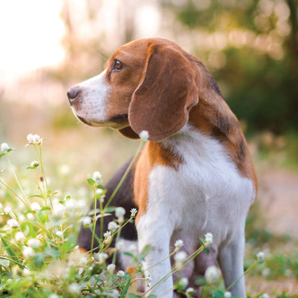 CalendarsRUs Beagle A3 Kalender 2027