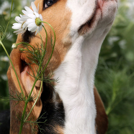 CalendarsRUs Beagle Slimline Kalender 2026