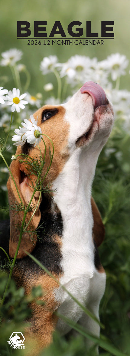 CalendarsRUs Beagle Slimline Kalender 2026