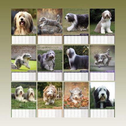 CalendarsRUs Bearded Collie A3 Kalender 2027