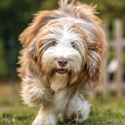 CalendarsRUs Bearded Collie A3 Kalender 2027