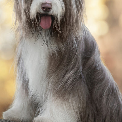 CalendarsRUs Bearded Collie Slimline Kalender 2026