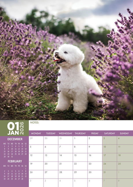 CalendarsRUs Bichon Frise A3 Kalender 2026