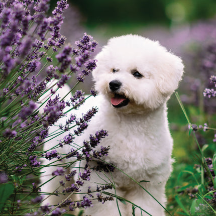 CalendarsRUs Bichon Frise A3 Kalender 2027
