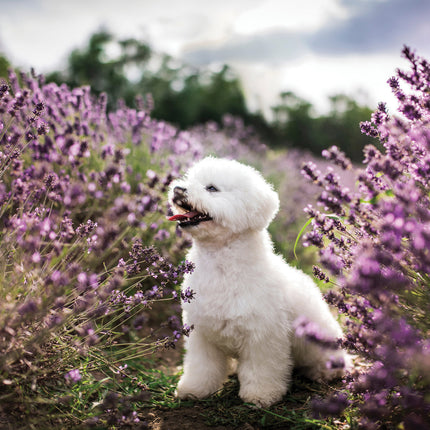 CalendarsRUs Bichon Frise Kalender 2026