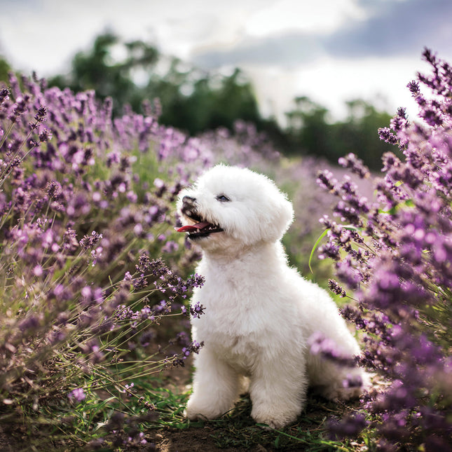 CalendarsRUs Bichon Frise Kalender 2026