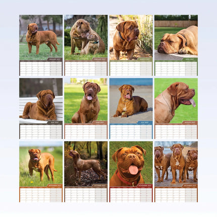 CalendarsRUs Bordeaux Dog A3 Kalender 2027